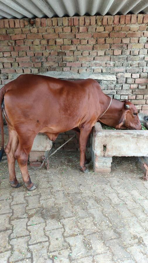 Royal Farm Bharatpur Exterior foto