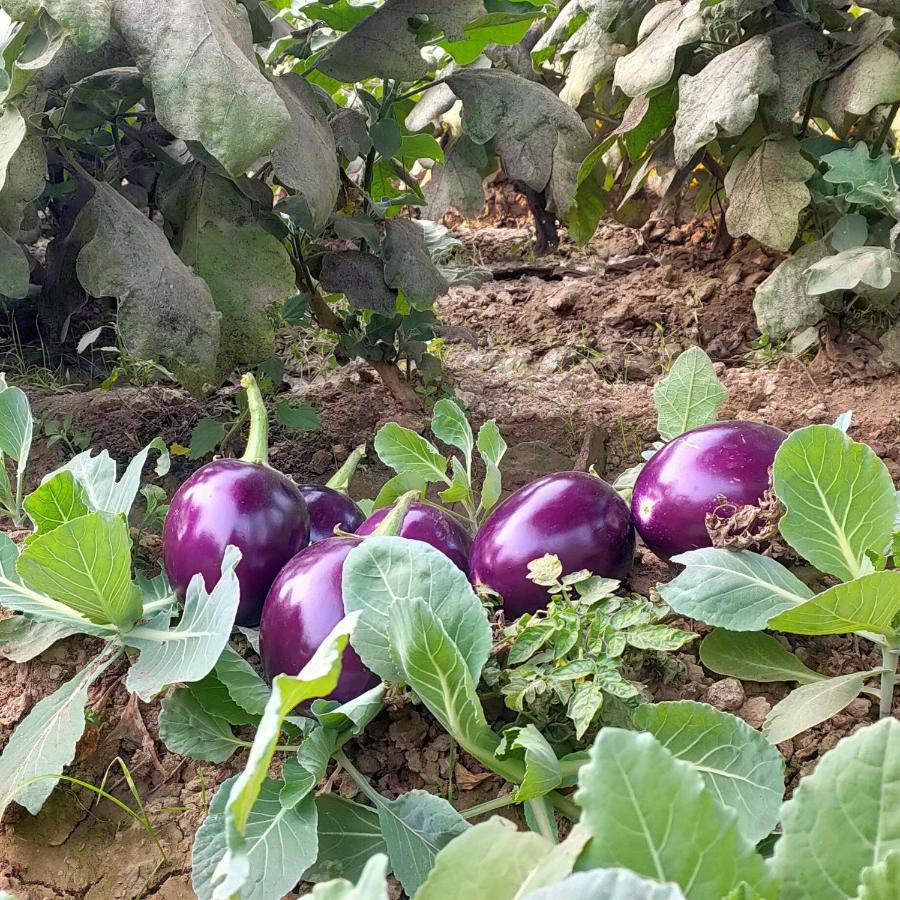 Royal Farm Bharatpur Exterior foto